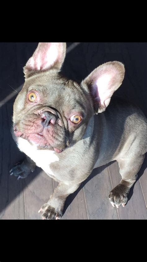 Producing bulldogs with beautiful confirmation and health since 2001. Our Boys and Girls - French Bulldog Houston | Houston ...