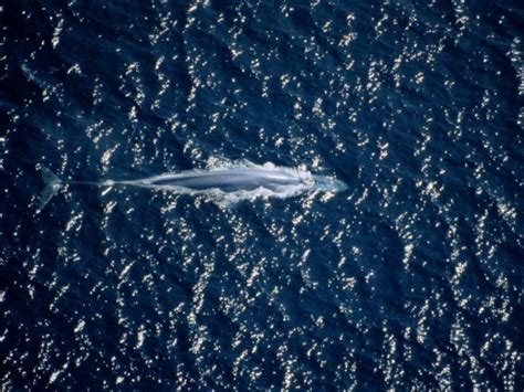 What Whales Look Like From The Sky 11 Incredible Aerial Photos Hubpages