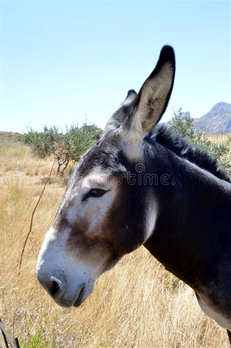 Lively Donkey In A Meadow Stock Image Image Of Green 76696347
