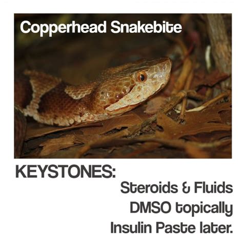 Copperhead Snakebite Dr Erik Johnson Veterinarian