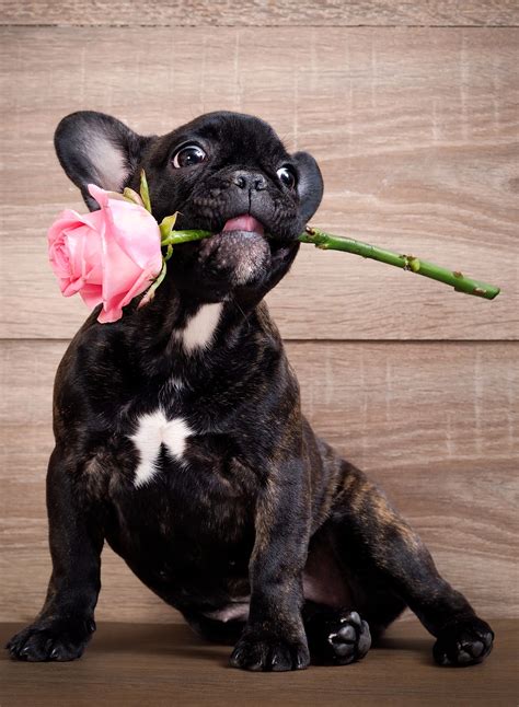 Funny Dog With A Flower In His Mouth French Bulldog Puppy Background