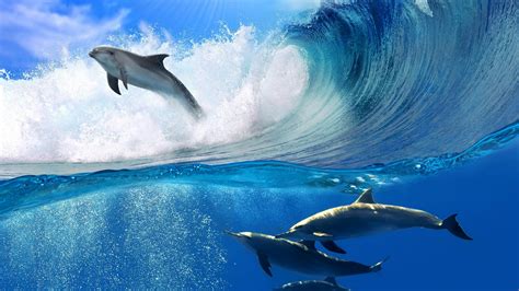 Dolphin Jump Wallpapers And Images Wallpapers Pictures Photos