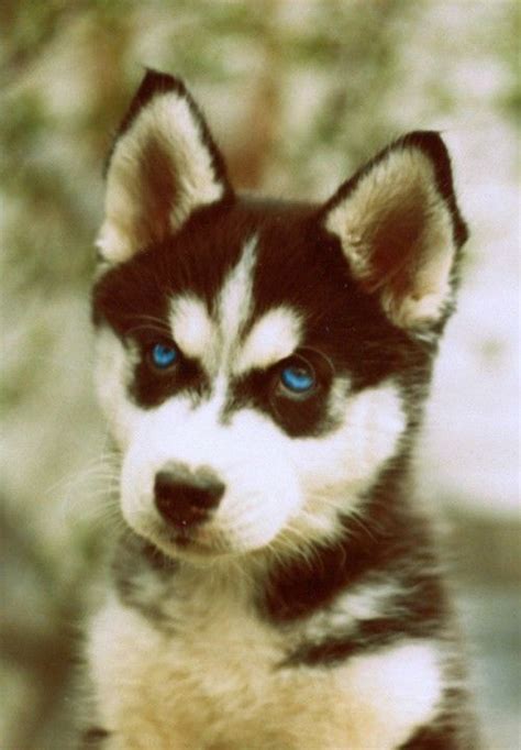 Alaskan Malamute Blue Eyes Puppy Pets Lovers