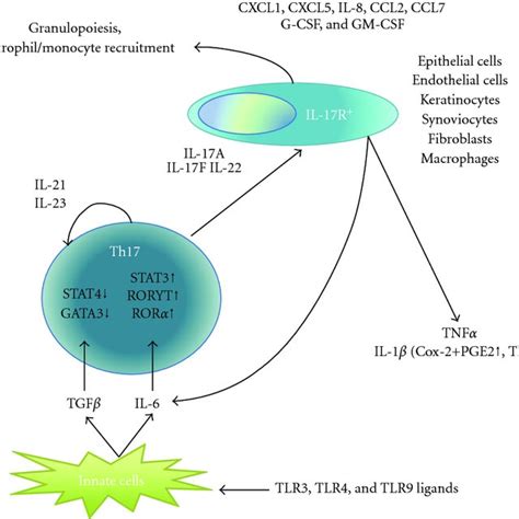 Clinical Aspect Of Therapies Targeting The Il 17 Pathway Download Table