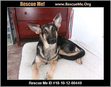 Maybe you would like to learn more about one of these? - Virginia Dog Rescue - ADOPTIONS - Rescue Me!
