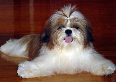 10 Best Shih Tzu Dog Names