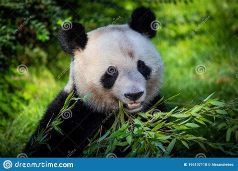 Panda Isst Bambus Im Wald Stockfoto Bild Von Grün Schwarzes 196107118