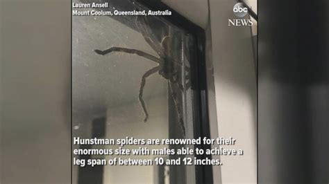 Massive Spider On House Woman Finds Massive Huntsman Spider In Car