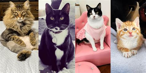 3 Southern Cats And Momma Are Here To Make You Smile