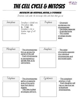 Amount is 1/2, not genetically identical. Cell Cycle & Mitosis Notes and Microscope Lab by Cell-fie ...