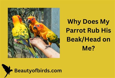 Why Does My Parrot Rub His Beakhead On Me