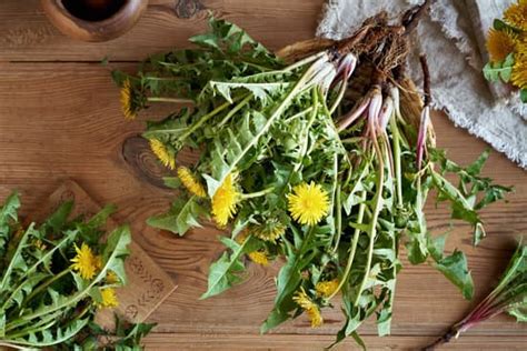 How To Grow Your Own Dandelion Root Jacanswers
