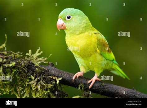 Orange Chinned Parakeet Boca Tapada San Carlos Costa Rica Stock