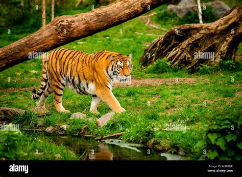 Tiger In Forest Tiger Portrait Stock Photo Alamy