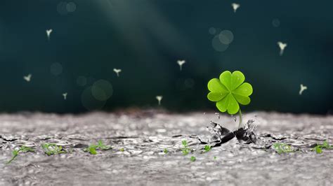 Four Leaf Clover Wallpapers 51 Pictures