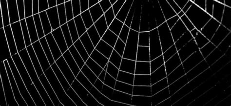 Anime Spider Web Clip Art Library