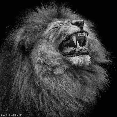 Roar By Wolf Ademeit 500px Fine Art Portrait Photography Animal