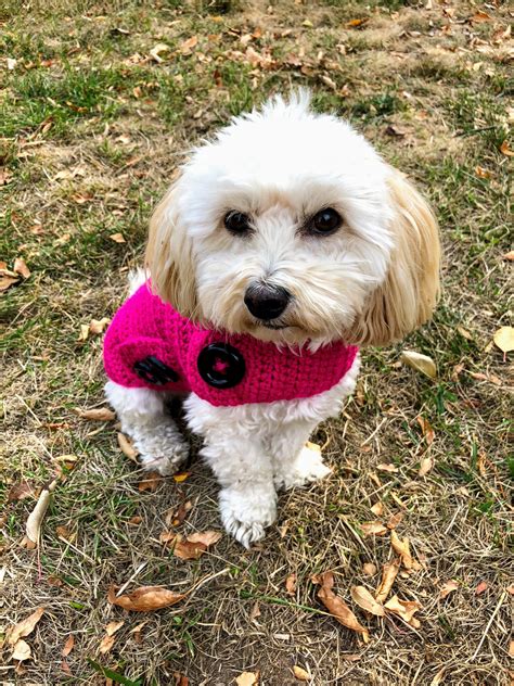 Henry Is Modeling Dogsweater From Happy Dog Lucky Dogclothing