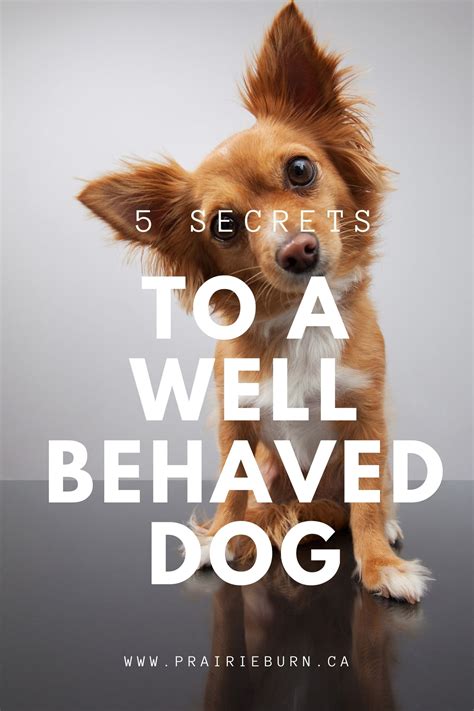 5 Secrets To A Well Behaved Dog Prairieburn K9 Academy