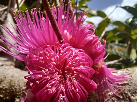 Mango Garden Cottages, Dominica •• Nomad Stays