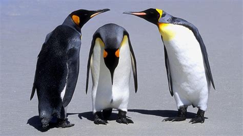 Penguin Hd Wallpapers High Definition Free Background