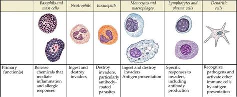 Low Lymphocytes And Eosinophils