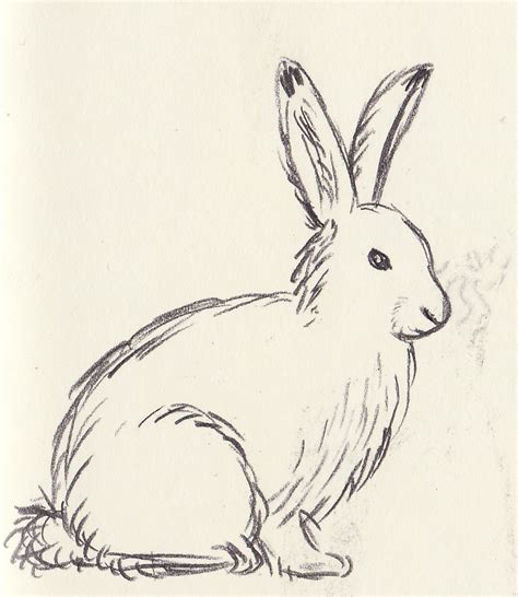 Gallery For Arctic Hare Drawing