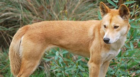 Toddler Airlifted To Hospital After Dingo Attack On Australias Fraser