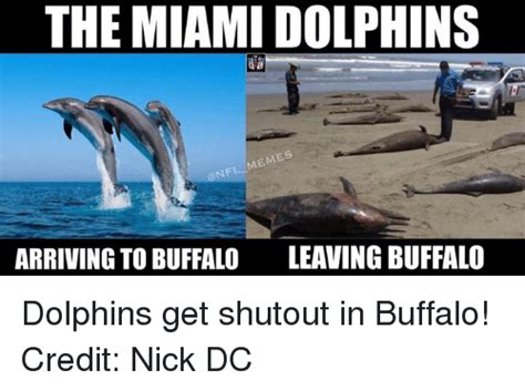 25 Best Miami Dolphins Meme Memes Dolphins Meme Memes Miami Dolphin