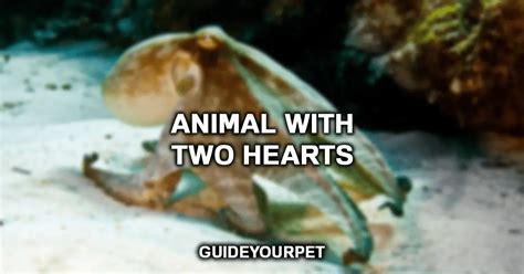 10 Unique Animals With Two Hearts Updated List