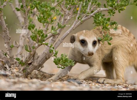 Meerkat Hunting Hi Res Stock Photography And Images Alamy
