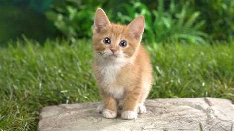 Cute Ginger Kitten Image Id 284914 Image Abyss