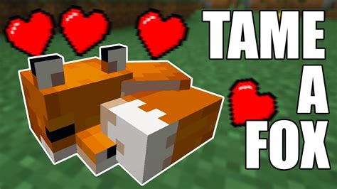 How To Tame A Fox In Minecraft All Versions Youtube