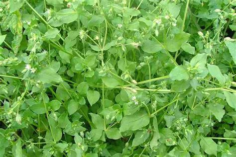 Recognize common lawn weeds and learn how to eliminate them and prevent weeds in the future. Stellaria media