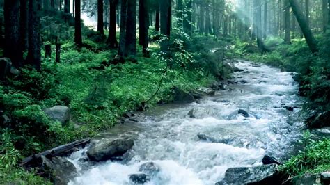 Beautiful Mountain River Flowing Sound Forest River Relaxing Nature