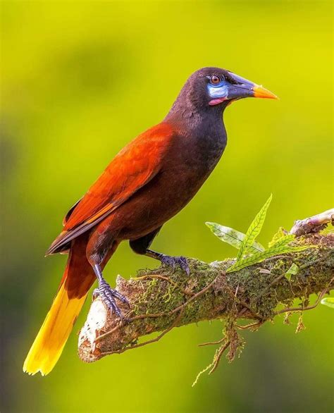 Montezuma Oropendola Rbirding