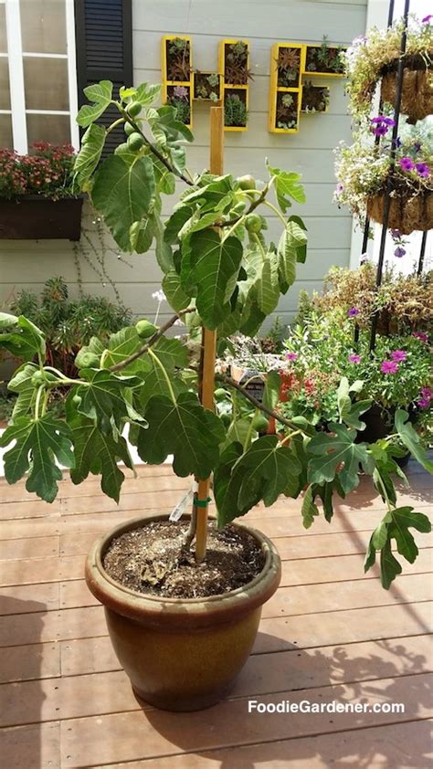 Italian Everbearing Fig Tree With Fruit In Container Foodie Gardener