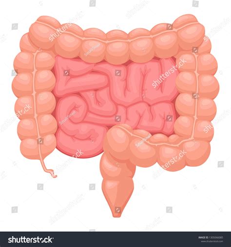 30148 Intestine Vector Images Stock Photos And Vectors Shutterstock