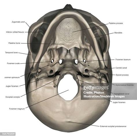 Occipital Bone Photos And Premium High Res Pictures Getty Images