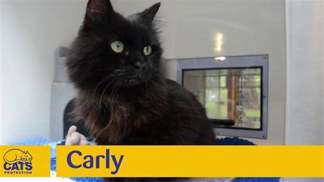 1,000 chelwood gate, uk www.cats.org.uk. Carly at Cats Protection, Chelwood Gate, October 2017 ...