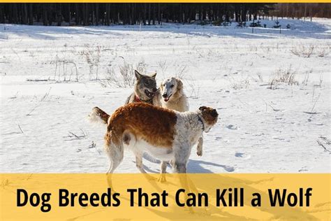 5 Dogs That Can Kill A Wolf Zooawesome