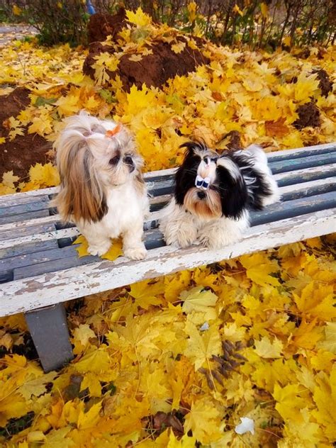 The 25 Cutest Pictures Of Mini Shih Tzus The Paws