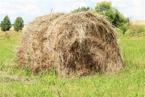 Haystack Or Straw In A Farm Field Mowed Hay From Dry Grass In A