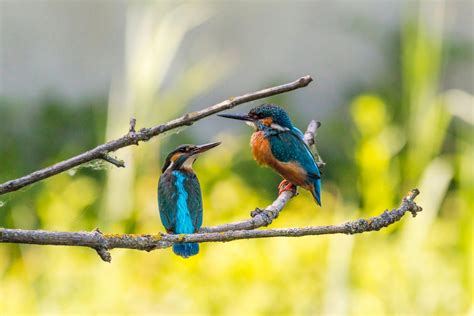 Selective Focus Of Two Kingfisher Birds On Tree Branch · Free Stock Photo