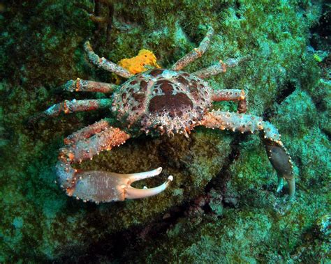 Comment Tuer Le Crabe Geant Dans The Island - La flore et la faune sous-marines : Crustaces crabe araignee de mer