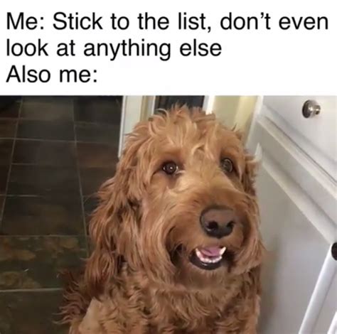 15 Funny Goldendoodle Memes To Make Your Day Page 5 Of 5