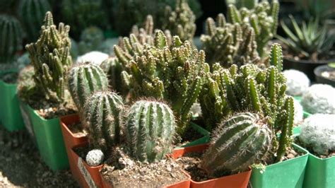 Cactaceae, las cactáceas, son conocidas en conjunto como cactos, cactus o cacti. Conoce los tipos de cactus y suculentas que existen ...