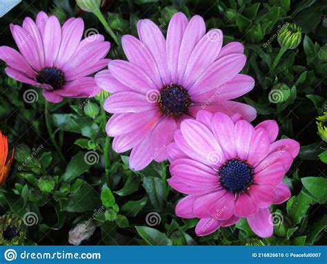 Beautiful Bright Close Up Purple African Daisy Flowers Blooming In