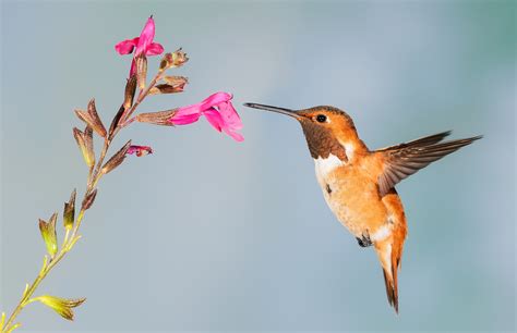 Hummingbirds See Diverse Colors Humans Can Only Imagine Natures Screen