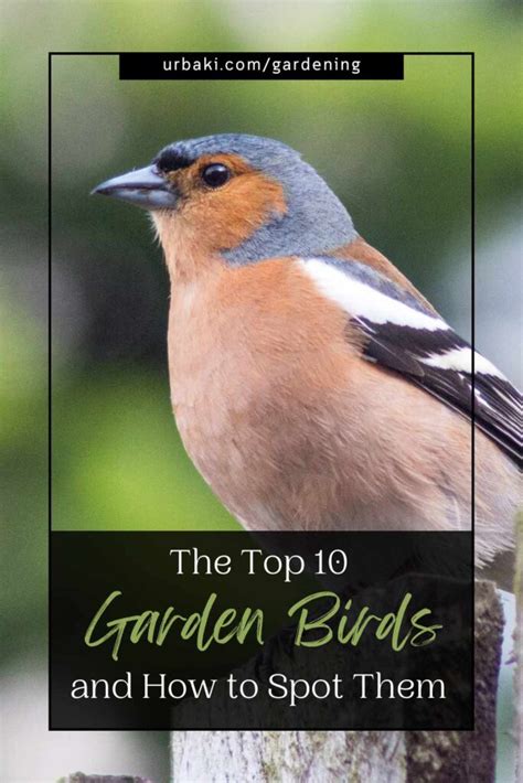 The Top 10 Garden Birds And How To Spot Them